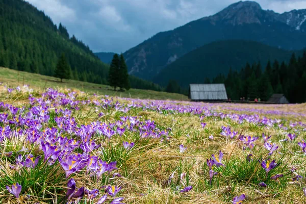 Krásné Kvetoucí Krokusy Chocholowské Mýtině Historické Pastýřské Chatrče Hory Pozadí — Stock fotografie