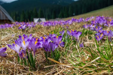 Chocholowska Açıklığı 'nda çok güzel timsahlar var. Tarihsel çoban kulübeleri ve arka planda dağlar, Tatra Dağları, Polonya baharda