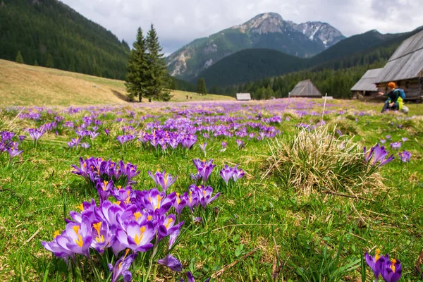 Krásné Kvetoucí Krokusy Chocholowské Mýtině Historické Pastýřské Chatrče Hory Pozadí — Stock fotografie