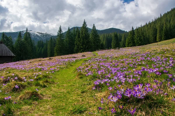 Vacker Äng Med Blommande Lila Krokusar Berg Bakgrund Chokolowska Dalen — Stockfoto