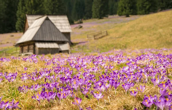 Krokusy První Jarní Květiny Chocholowské Dolině Tatry Polsko — Stock fotografie
