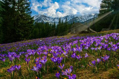 Çiçek açan, güneş ışınlarıyla aydınlatılan mor timsahlarla güzel bir çayır. Chocholowska Vadisi, Tatra Dağları, Karpatlar, Polonya