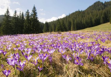 Dağların arka planında çiçek açan mor timsahları olan güzel bir çayır. Chocholowska Vadisi, Tatra Dağları, Karpatlar, Polonya
