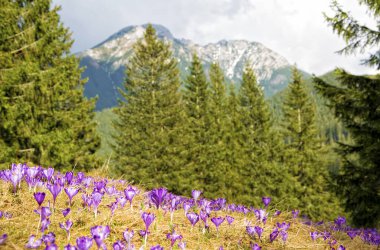 Dağların arka planında çiçek açan mor timsahları olan güzel bir çayır. Chocholowska Vadisi, Tatra Dağları, Karpatlar, Polonya