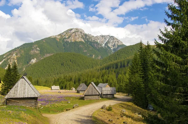 Chocholowska Valley Tatrabergen Solig Vårdag Polen — Stockfoto