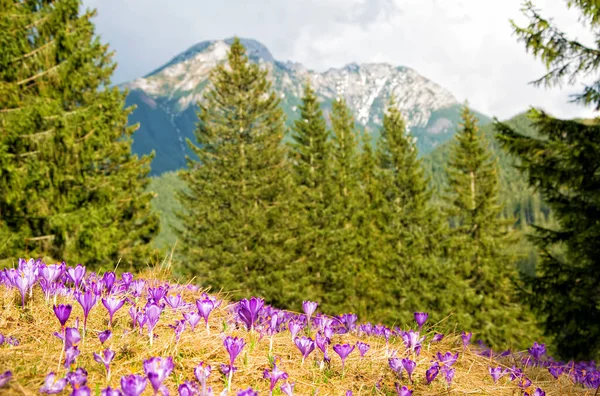 Krásná Louka Kvetoucími Fialovými Krokusy Pozadí Hor Chocholowská Dolina Tatry — Stock fotografie