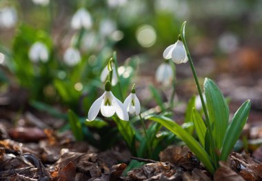 Bahar ormanında ilk güzel çiçek kardelenleri. Yumuşak bahar çiçekleri ısınmanın habercileri baharın gelişini simgeler. Çiçekli bahar ormanının manzarası.