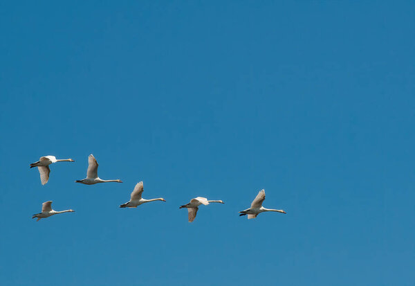 Три пары белых лебедей летят в голубом небе. Мигрирующие птицы возвращаются на свои места размножения. Чистое голубое небо с копировальным пространством