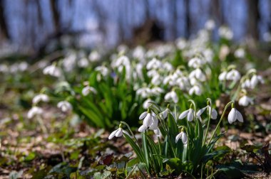 Bahar ormanlarında bahar kartanesi çiçekleri bulanık arka planda