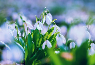 Damlalar dolusu çiğ taneleri olan güzel kar damlaları. Güneşli bahar ormanlarındaki ilk çiçeklere yakın.