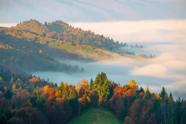 Úžasné Podzimní Ráno Karpatských Horách Barevné Kopce Slunci Mlha Sedí — Stock fotografie