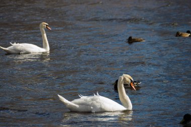 Beyaz kuğular mavi sularda yaban ördekleri ile birlikte zarifçe yüzerler. Doğal ortamdaki doğal yaşamı, doğayı ve huzurlu su yaşamını temsil ederler.