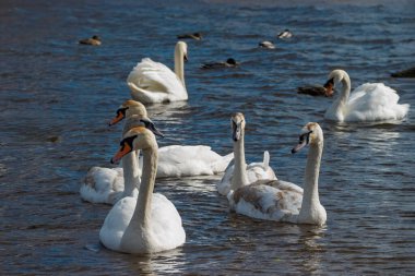 Yetişkin kuşlar ve cygnetler de dahil olmak üzere kuğular koyu mavi göl suyunda birlikte yüzüyorlar. Arka planda ördekler görülebiliyor. Aileleri ve doğal yaşamı temsil ediyorlar.