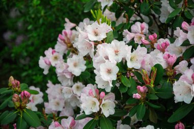 Rhododendron çalısı, bahar mevsiminde yeşil yapraklı taze beyaz ve narin pembe çiçeklerin canlı bir görüntüsünü sergiliyor.
