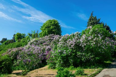 Patlayan leylak çalıları bir yamacı kaplıyor, bu botanik bahçesini açık mavi gökyüzünün altında canlı mor ve yeşil yapraklarla dolduruyor, uzak bir kilise kulesini işaret ediyor.