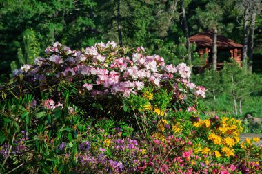 Renkli rhododendron ve açelya çiçekleri yaz mevsiminde yemyeşil bir bahçede çiçek açarken, arka planda ağaçların arasına yerleşmiş kırsal ahşap bir çardak, huzurlu bir doğal manzara yaratıyor.