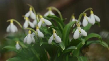 Narin beyaz kar damlası çiçekleri, ilkbaharın ilk müjdecileri, yeşil yaprakların arasında yavaşça salınan esinti, yeniden doğuşu ve yeni başlangıçları simgeliyor.