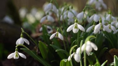 Güzel kar damlası çiçekleri, Galanthus nivalis, narin beyaz yapraklarıyla baharın başlarında çiçek açıyor sabah güneşi altında yavaşça sallanarak yumuşak bir bokeh arkaplan oluşturuyor.
