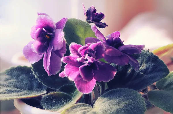 Beautiful Purple Violet Flowers — Stock Photo, Image