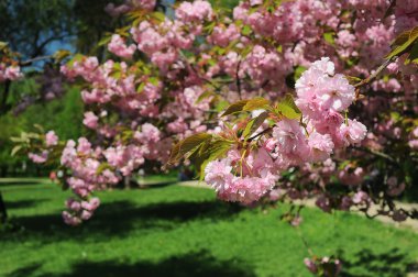 Sakura çiçek şube