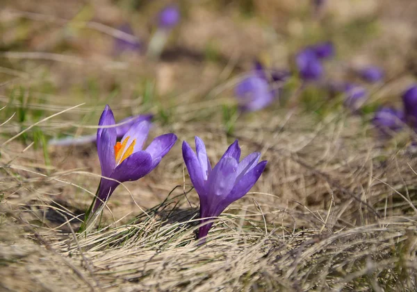 Krokusse, erste Frühlingsblumen — Stockfoto