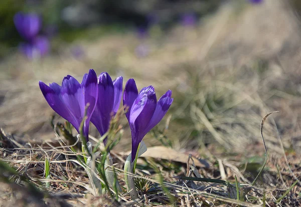 Krokusse, erste Frühlingsblumen — Stockfoto