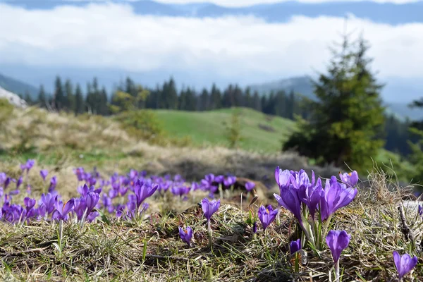 Krokusar, första våren blommor — Stockfoto