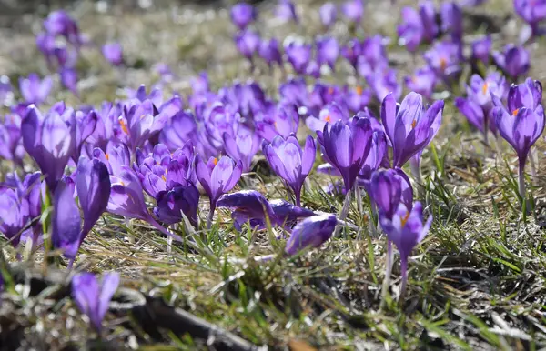 クロッカス、最初の春花 — ストック写真