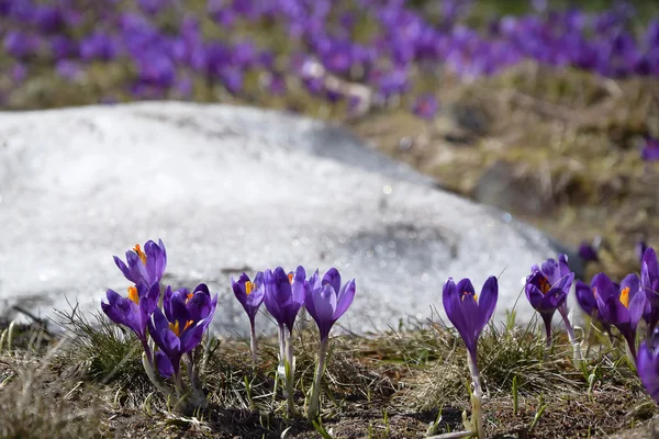 Krokusse, erste Frühlingsblumen — Stockfoto