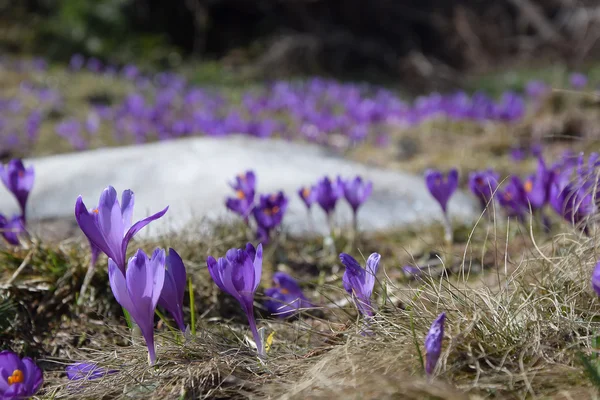 Krokusse, erste Frühlingsblumen — Stockfoto