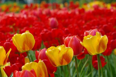 Güzel bahar çiçekleri. renkli Lale. Çiçek arka plan.