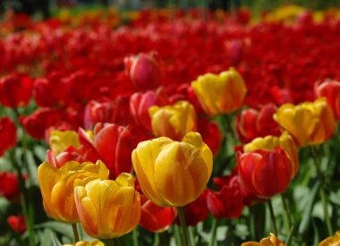 Güzel bahar çiçekleri. renkli Lale. Çiçek arka plan.