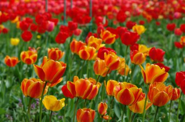 Güzel bahar çiçekleri. renkli Lale. Çiçek arka plan.