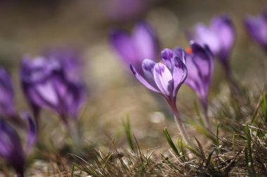 narin kırılgan çiğdemler erken Bahar