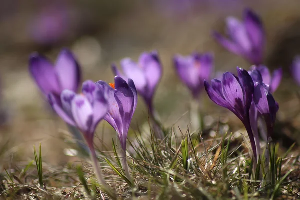 Zarte empfindliche Krokusse im zeitigen Frühjahr — Stockfoto