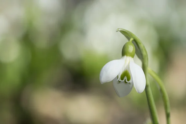 Bellissimo bucaneve su fondo bokeh aiuola — Foto Stock