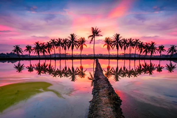 Weerspiegeling van palmbomen — Stockfoto