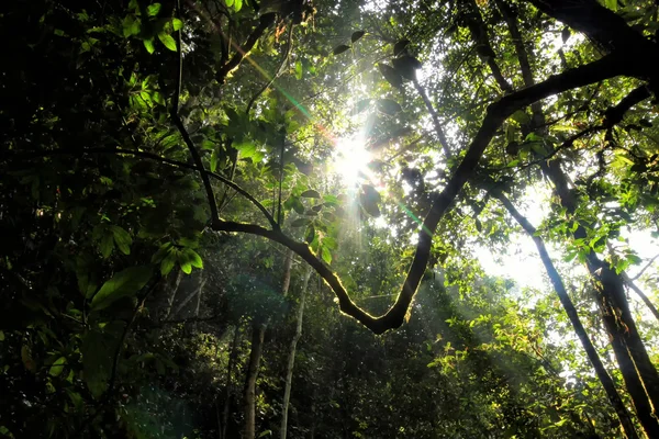 Vue panoramique dans la forêt avec le rayon de lumière du soleil — Photo