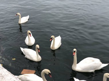 Baltiysk şehri, 2020 sonbaharında, deniz kıyısında bir kuğu sürüsü.