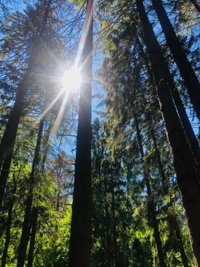 A ray of sun breaks through the trees in the forest, blue sky and forest greenery