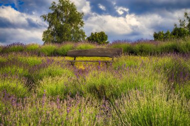 Lavanta alanında tezgah