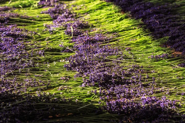 Lavendelblüten in Polen bei Sonnenuntergang — Stockfoto