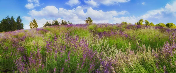 Flores de lavanda na Polônia ao pôr do sol — Fotografia de Stock