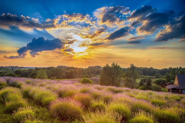 Lavanta sahada günbatımı