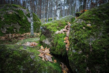 Bir kayanın üzerinde akçaağaç yaprağı moss arka planda bir şelale ile muhteşem manzara