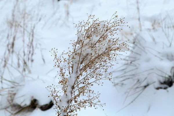 Plantes sèches dans la neige, prairie en hiver — Photo