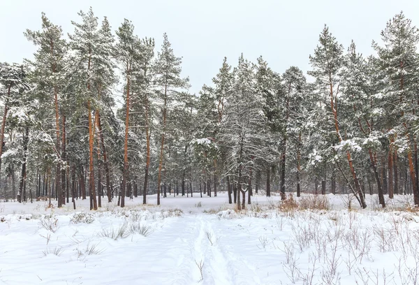 Schneebedeckte Bäume im Winterwald — Stockfoto