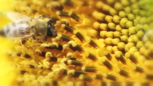 Las abejas recogen el néctar en la flor del girasol . — Vídeo de stock