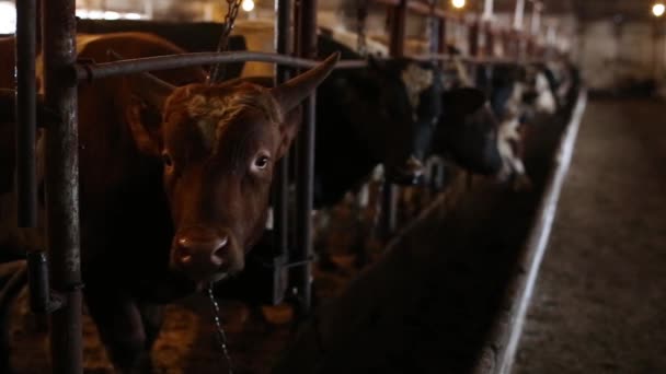 Byków i krów w stajni — Wideo stockowe