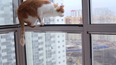 Kedi açık balkon pencere üzerinde atlar